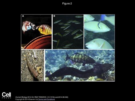 Fish cognition .